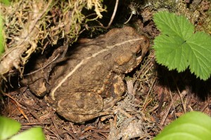 Toad - By Walter Siegmund (Own work) [GFDL (http://www.gnu.org/copyleft/fdl.html) or CC-BY-SA-3.0-2.5-2.0-1.0 (http://creativecommons.org/licenses/by-sa/3.0)], via Wikimedia Commons