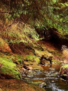 Fairy glen