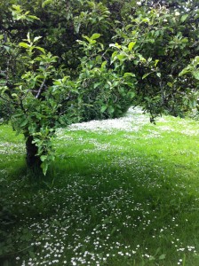 Apple tree with daisies