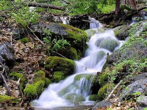 Moss on rocks by stream