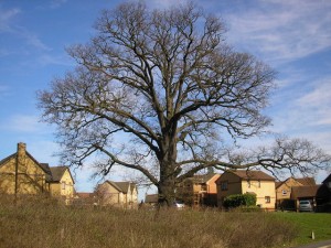 Photo of oak tree