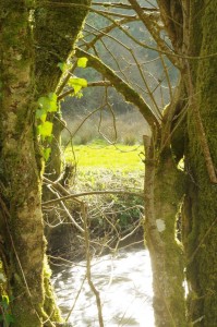 Trees and river