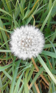 dandelion clock