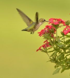 hummingbird and flower